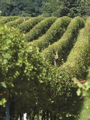 vinogradi_trivanovic_erdevik vinogradi_trivanovic_erdevik